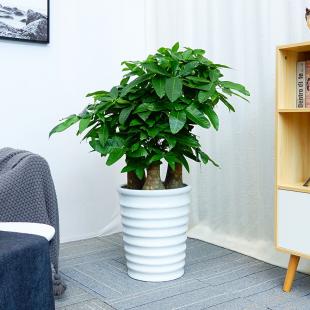 武汉园林绿化工程与长效养护一体化解决方案